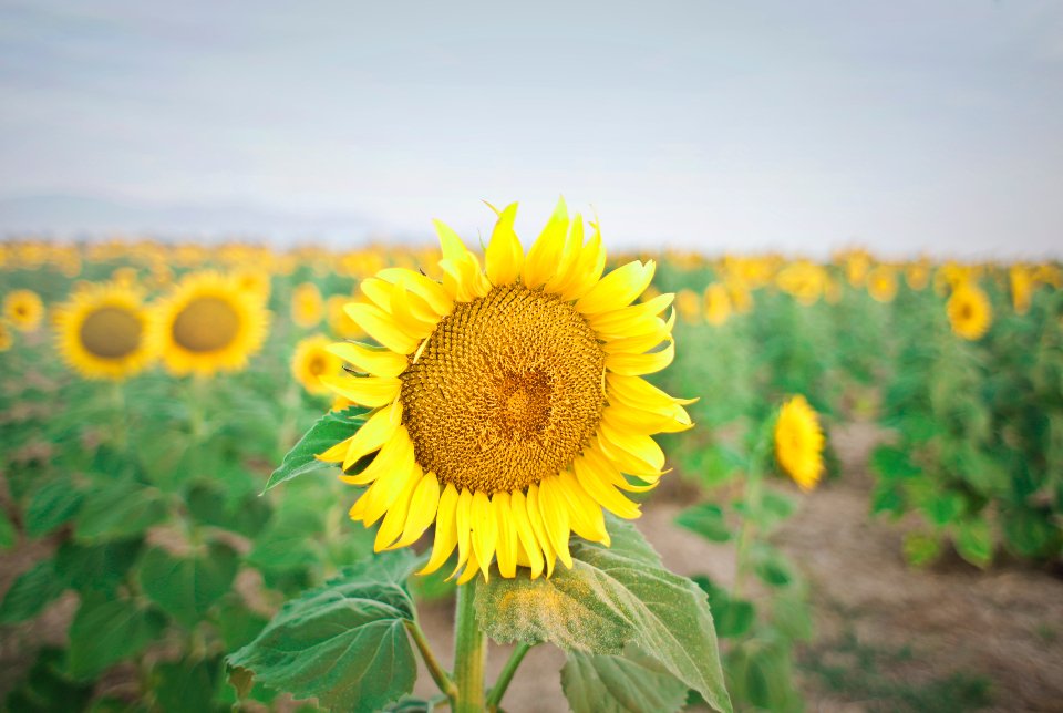 Sun Classic Sunflower Oil